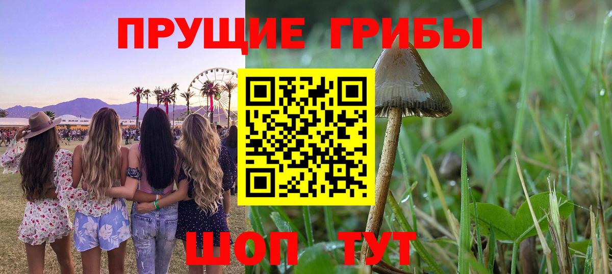 Псилоцибиновые грибы Cubensis Бор